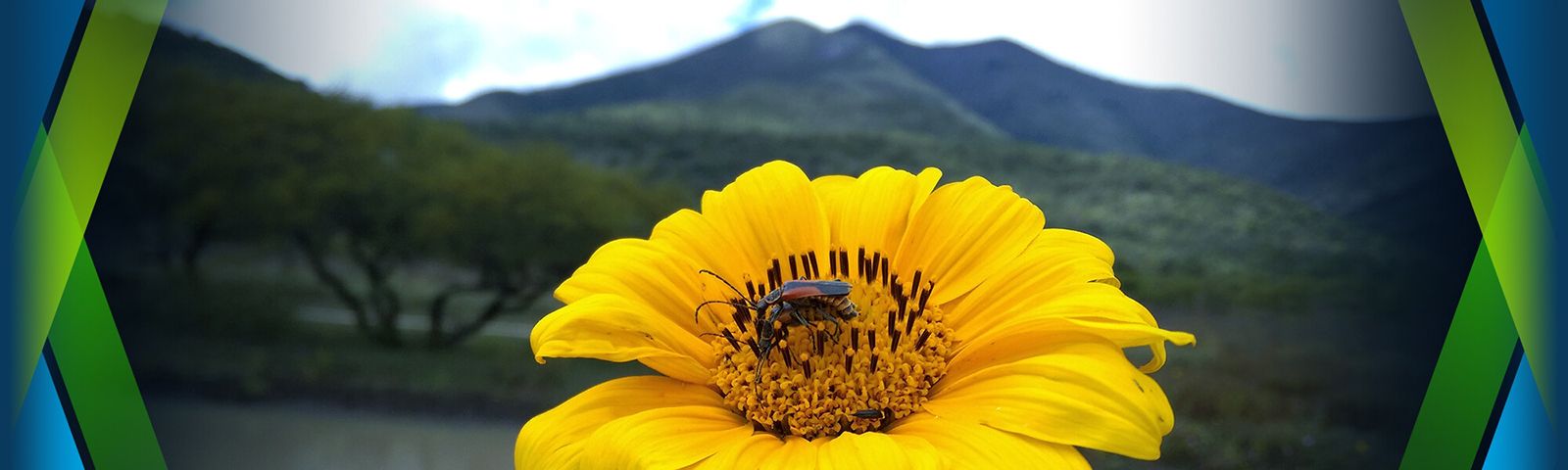 Girasol